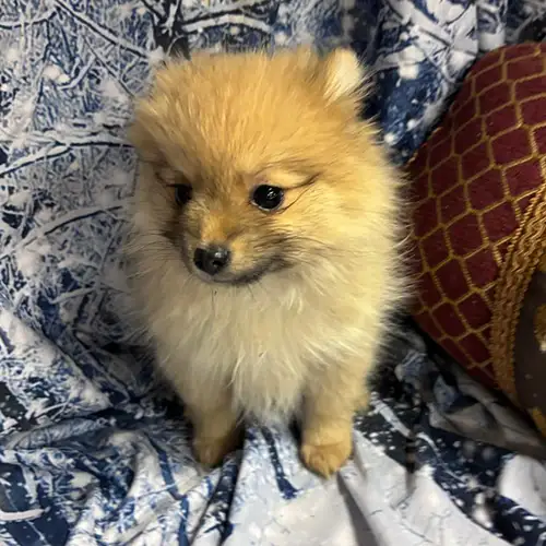 Popcorn Pup