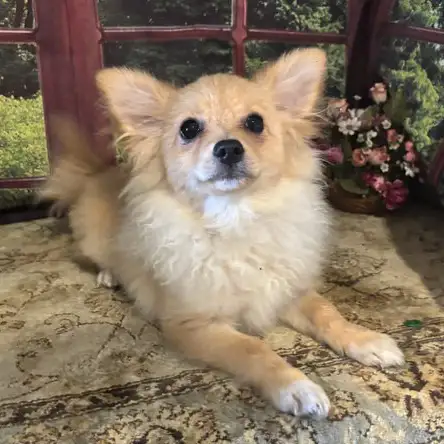 Popcorn Pup