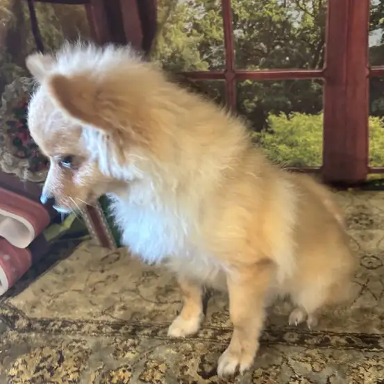 Popcorn Pup